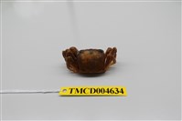 藏品(斯氏沙蟹)的圖片